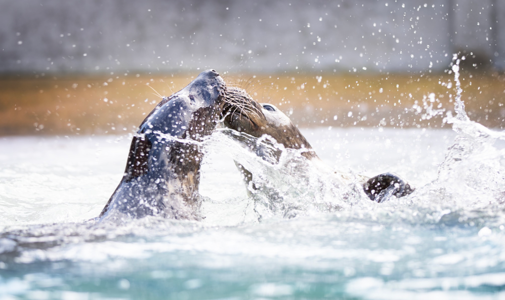 rescued Seal pups swimming in deep water for the first time